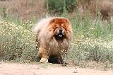 CHOW CHOW 173